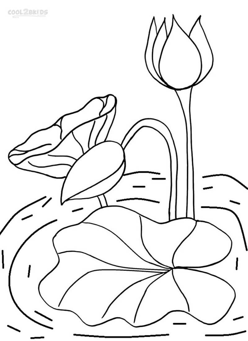 Coloriage Beau Nénuphar 3