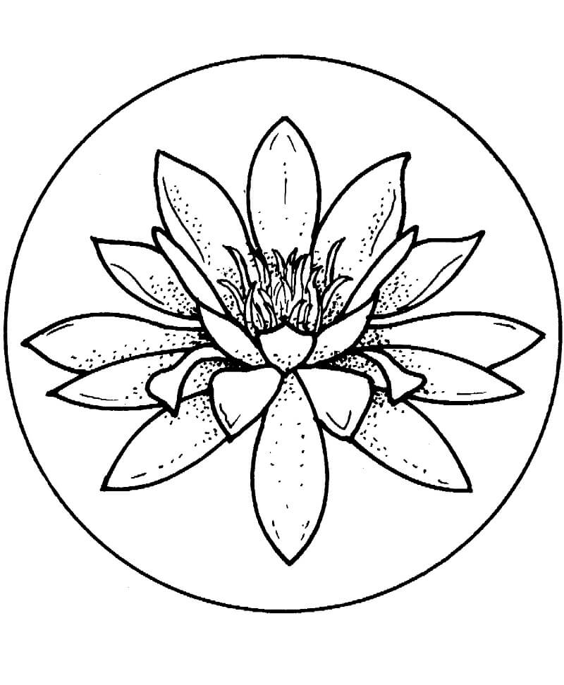 Coloriage Beau Nénuphar 4