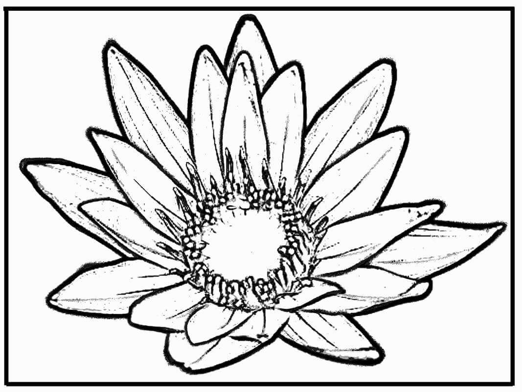 Coloriage Beau Nénuphar 5