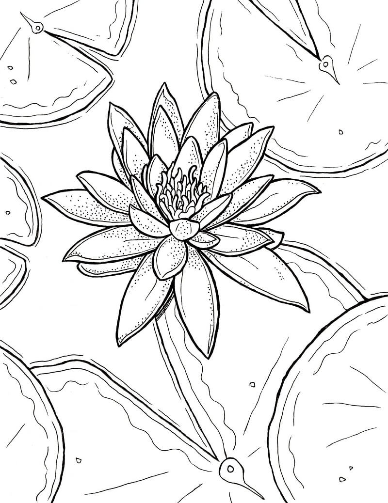 Coloriage Beau Nénuphar 6