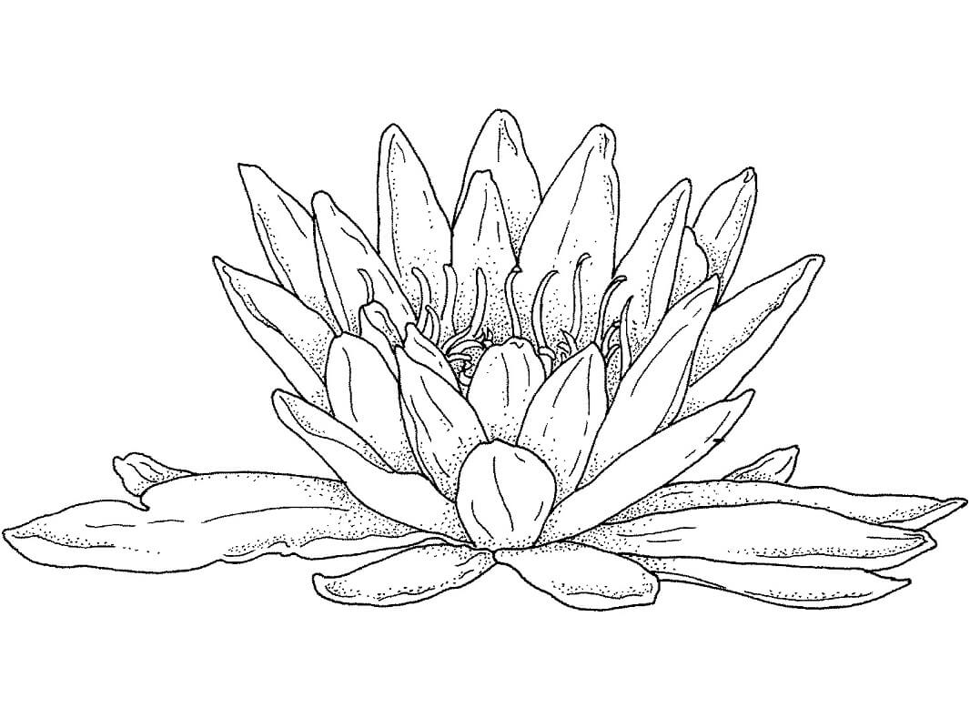 Coloriage Beau Nénuphar