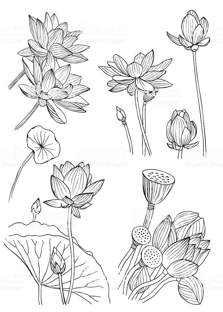 Coloriage Fleur de Nénuphar 1