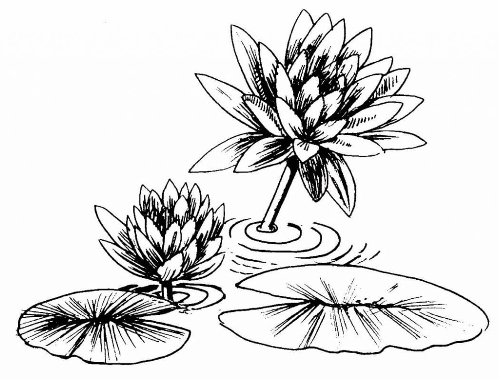 Coloriage Fleur de Nénuphar 2 à imprimer