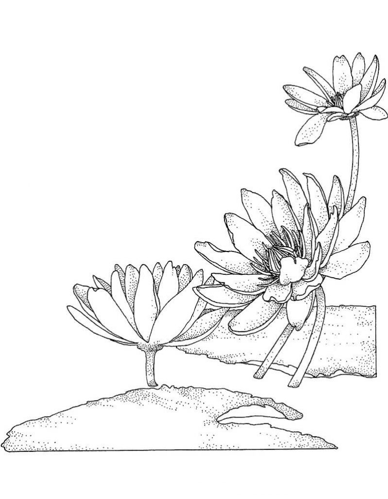 Coloriage Fleur de Nénuphar 3 à imprimer