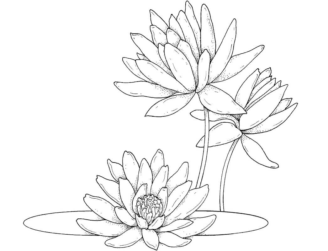 Coloriage Fleur de Nénuphar 4