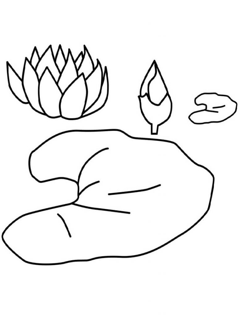 Coloriage Fleur de Nénuphar 5 à imprimer