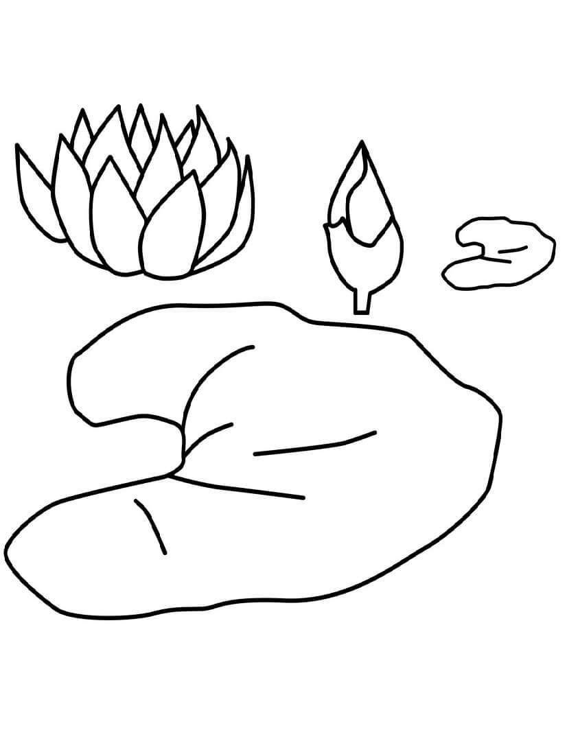 Coloriage Fleur de Nénuphar 5