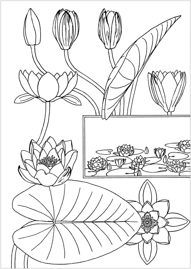 Coloriage Fleur de Nénuphar à imprimer