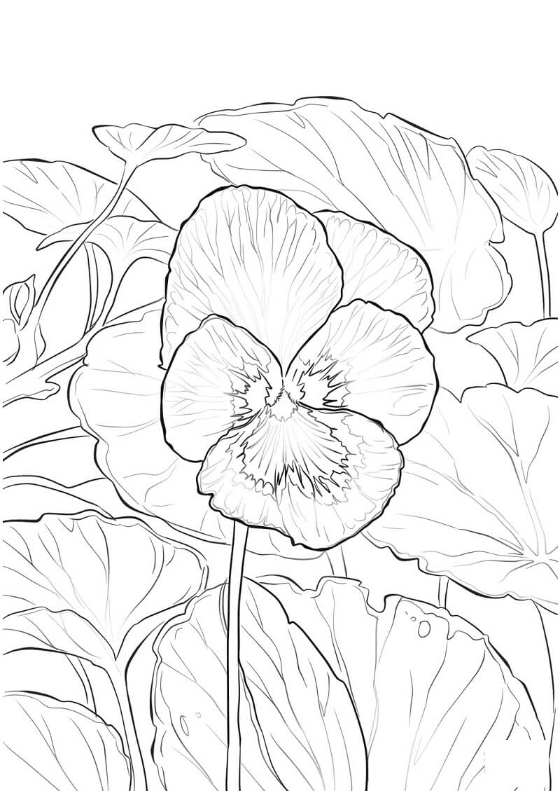 Coloriage Fleur de Violette à imprimer