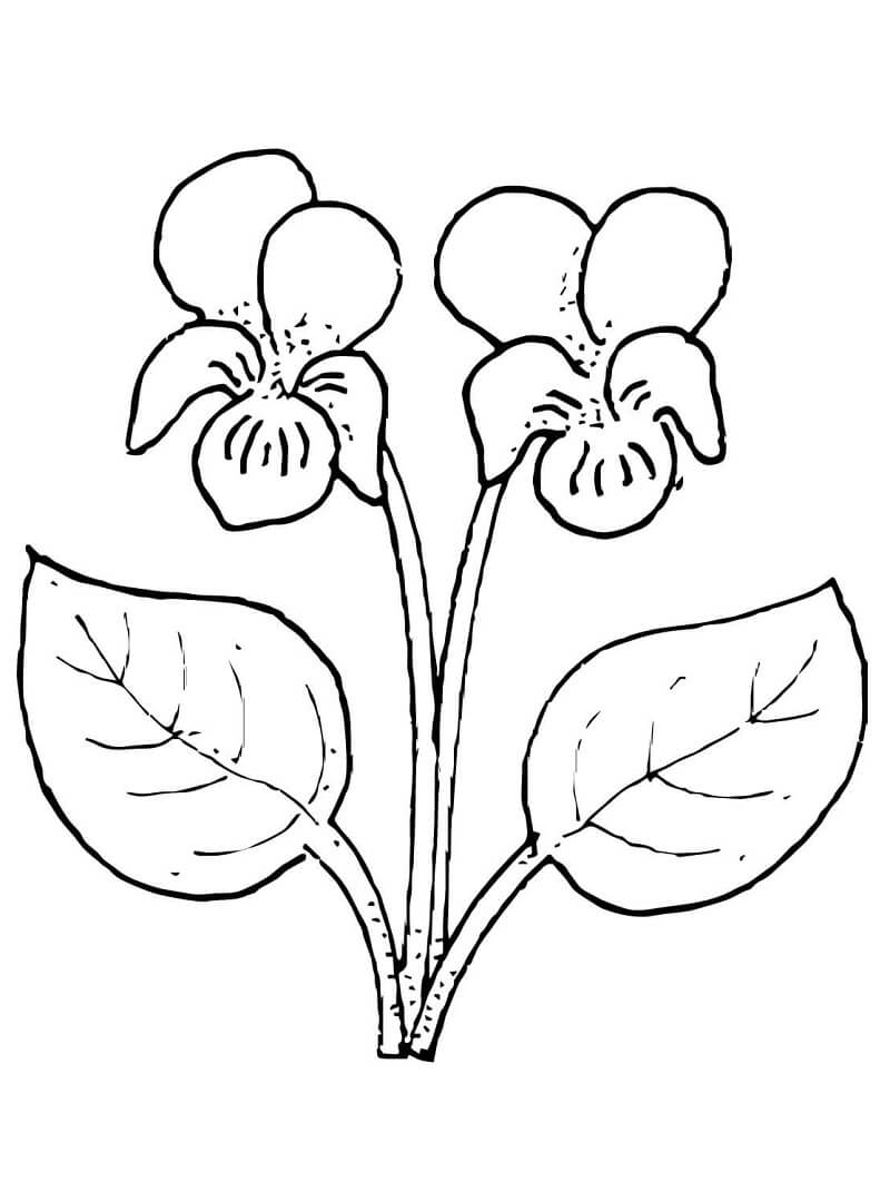 Coloriage Fleur de Violettes 3 à imprimer