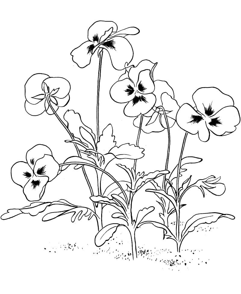 Coloriage Fleur de Violettes 5 à imprimer
