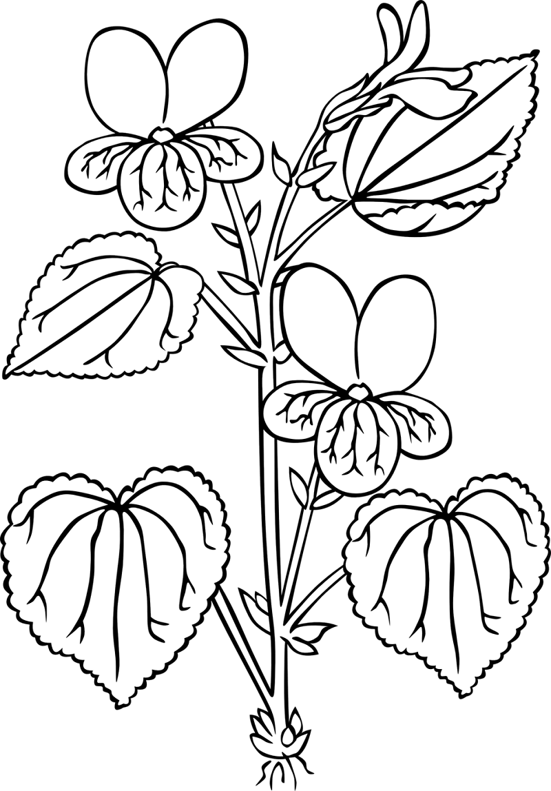 Coloriage Fleur de Violettes 6 à imprimer