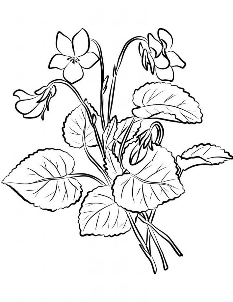 Coloriage Fleur de Violettes 7 à imprimer