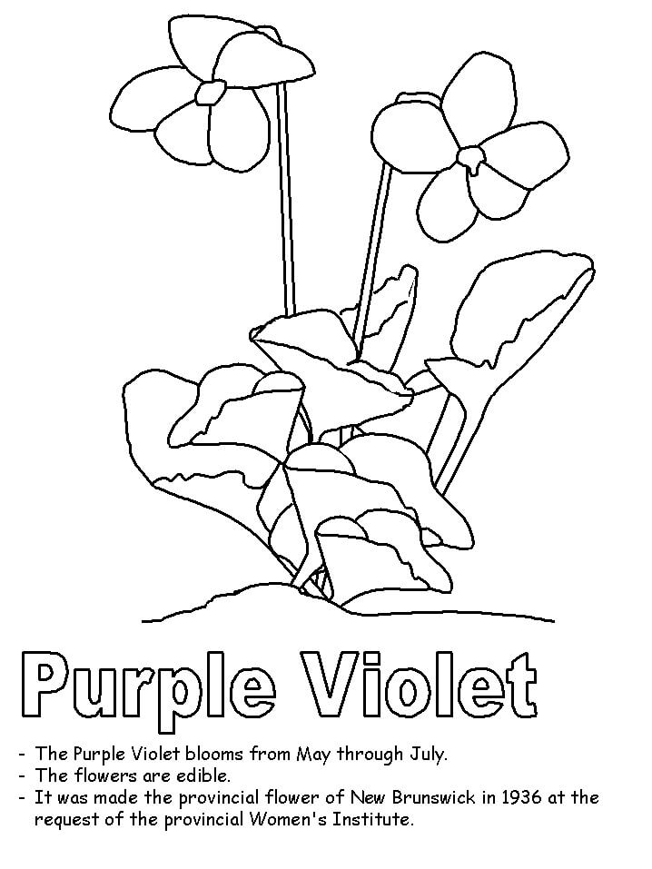 Coloriage Fleur de Violettes à imprimer