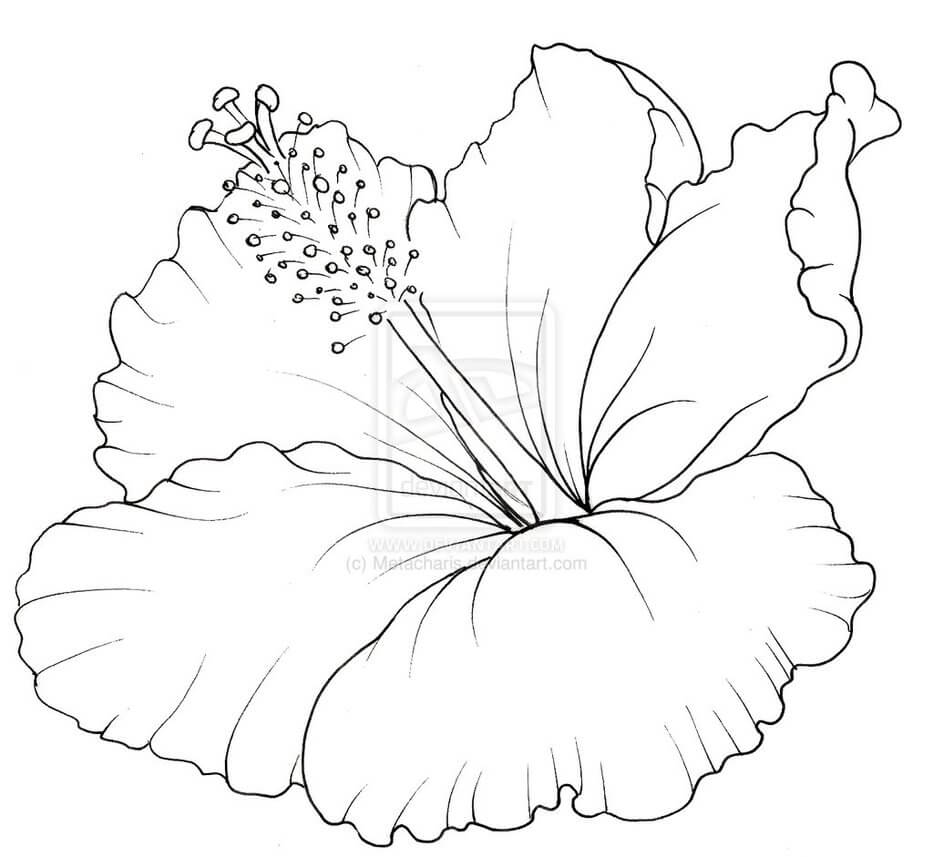 Coloriage Fleur d’hibiscus 1 à imprimer