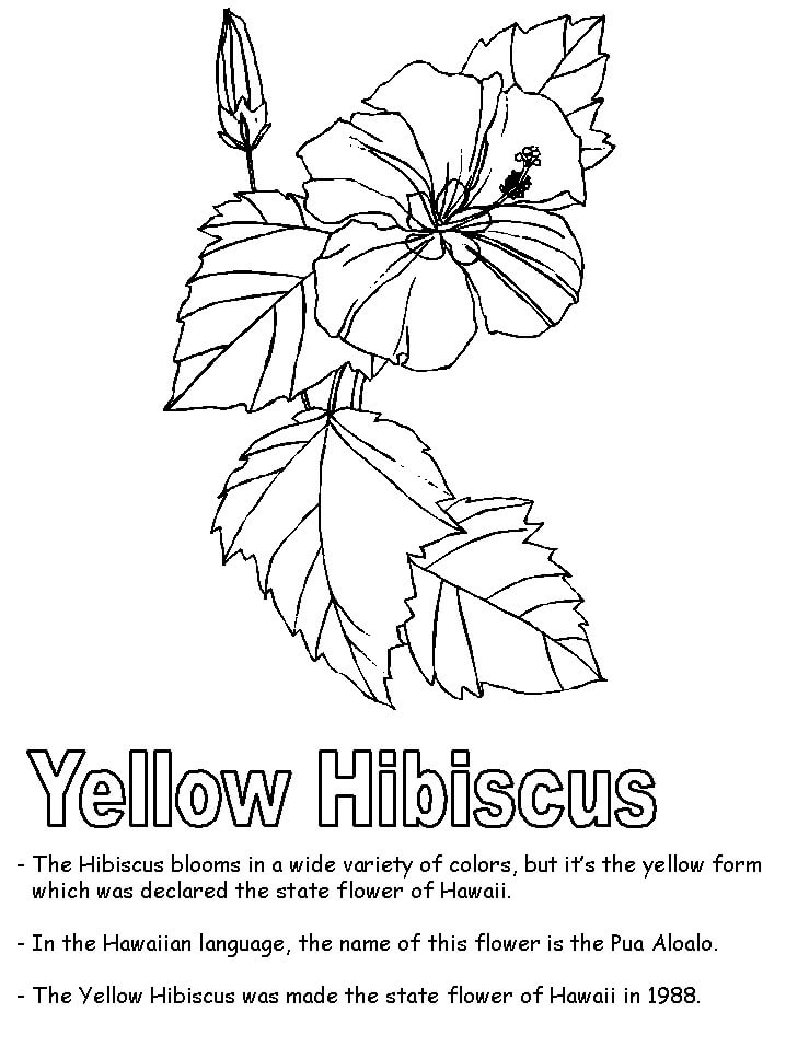 Coloriage Fleur d’hibiscus 10 à imprimer