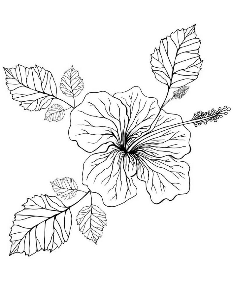 Coloriage Fleur d’hibiscus 12 à imprimer