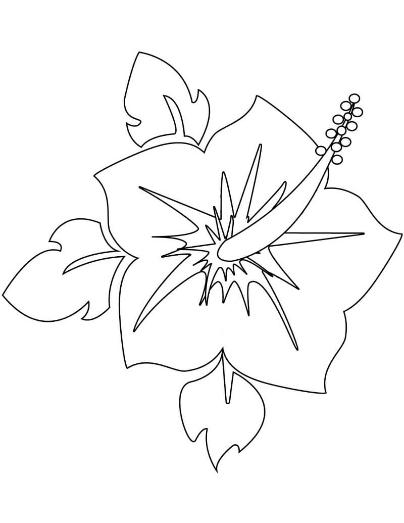 Coloriage Fleur d'hibiscus 13