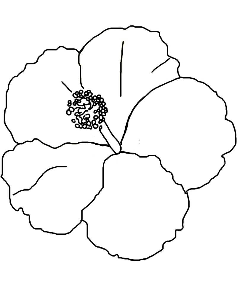 Coloriage Fleur d’hibiscus 14 à imprimer