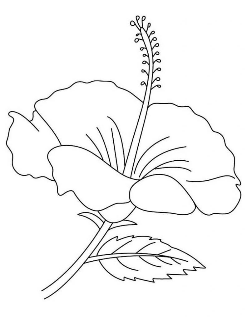 Coloriage Fleur d’hibiscus 3 à imprimer