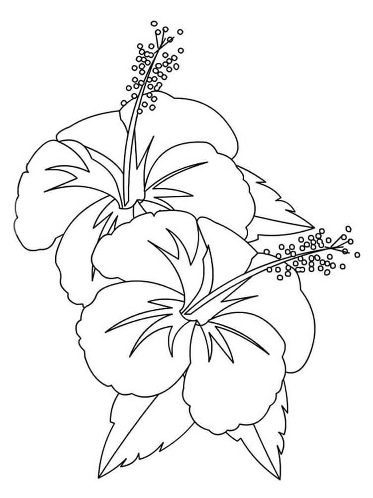 Coloriage Fleur d’hibiscus 4 à imprimer