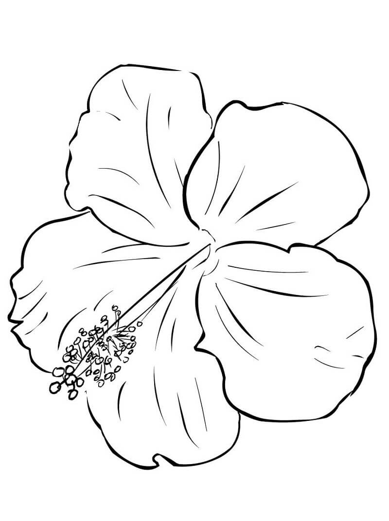 Coloriage Fleur d’hibiscus 5 à imprimer