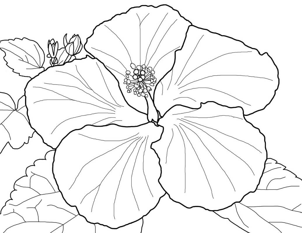 Coloriage Fleur d’hibiscus 6 à imprimer
