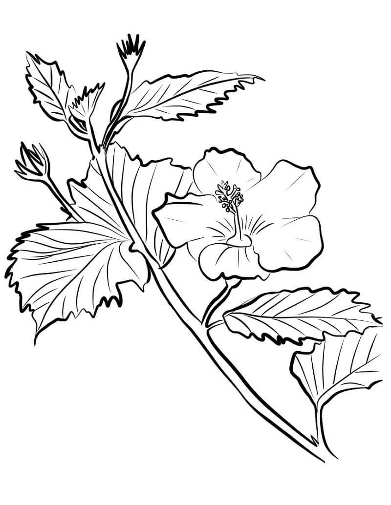 Coloriage Fleur d’hibiscus 8 à imprimer