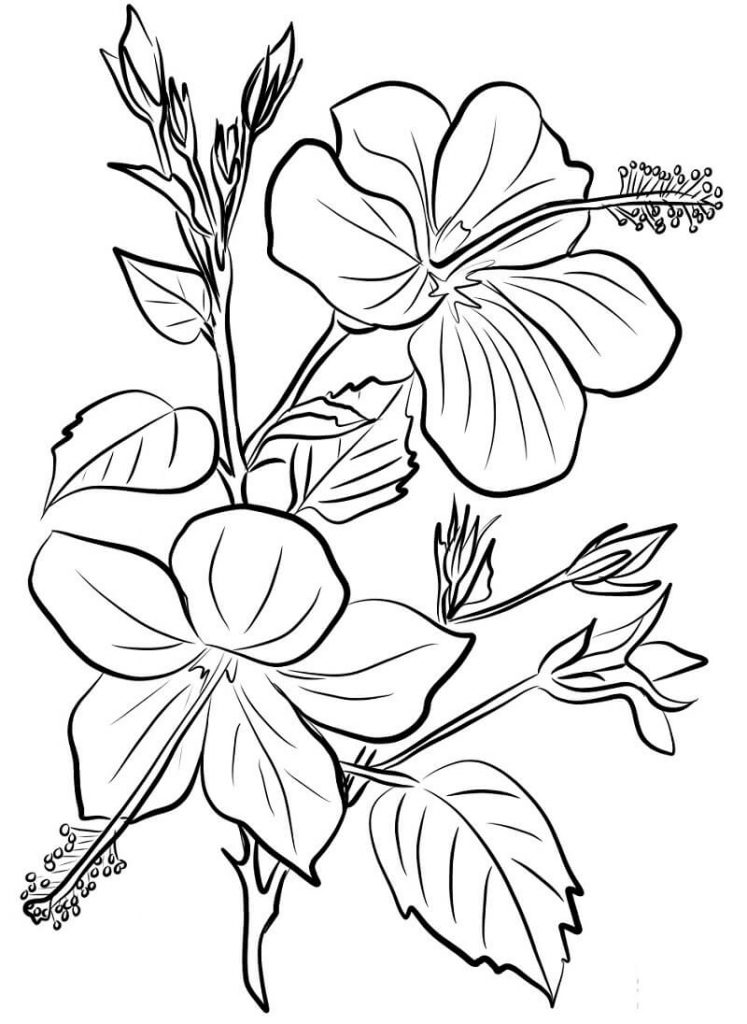Coloriage Fleur d’hibiscus 9 à imprimer