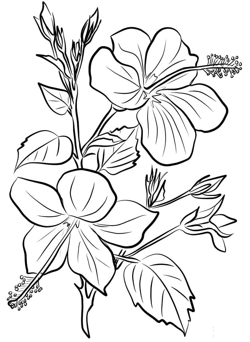 Coloriage Fleur d’hibiscus 9 à imprimer