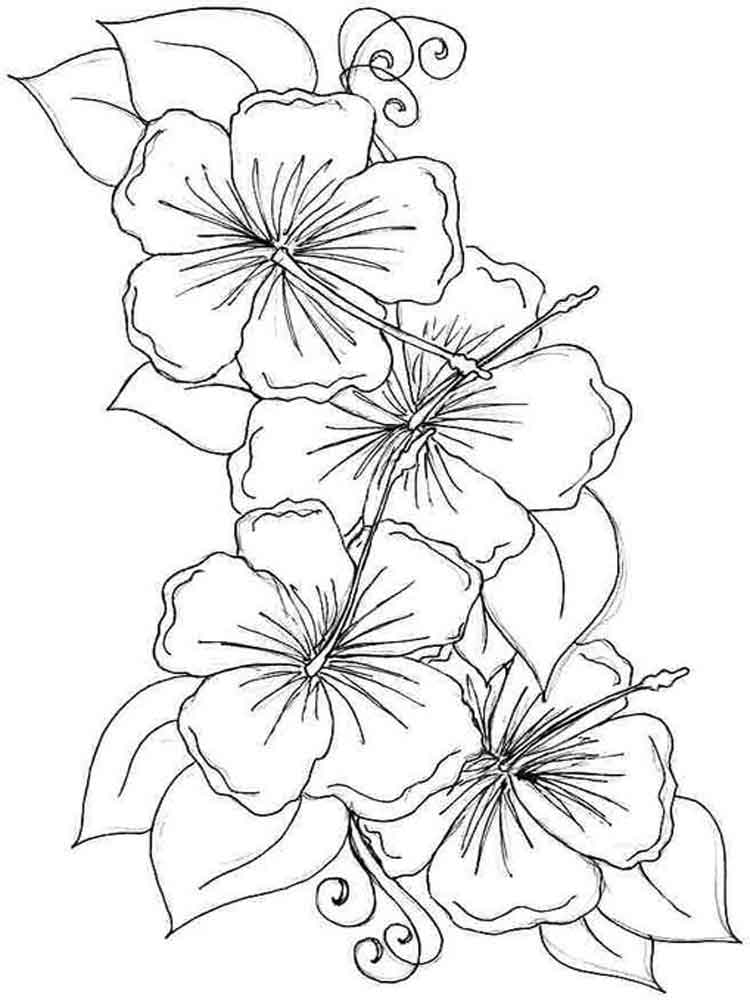 Coloriage Fleur d’hibiscus à imprimer