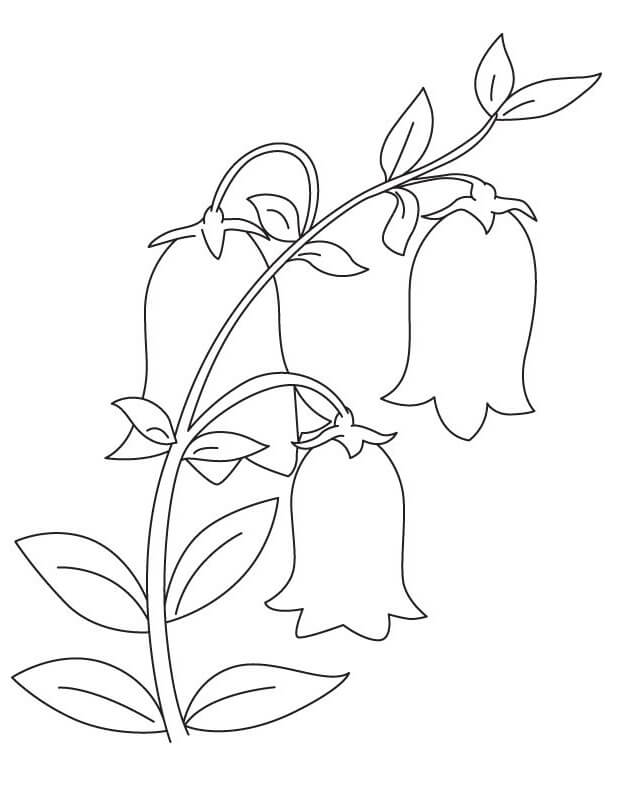 Coloriage Fleurs de Campanule 1 à imprimer