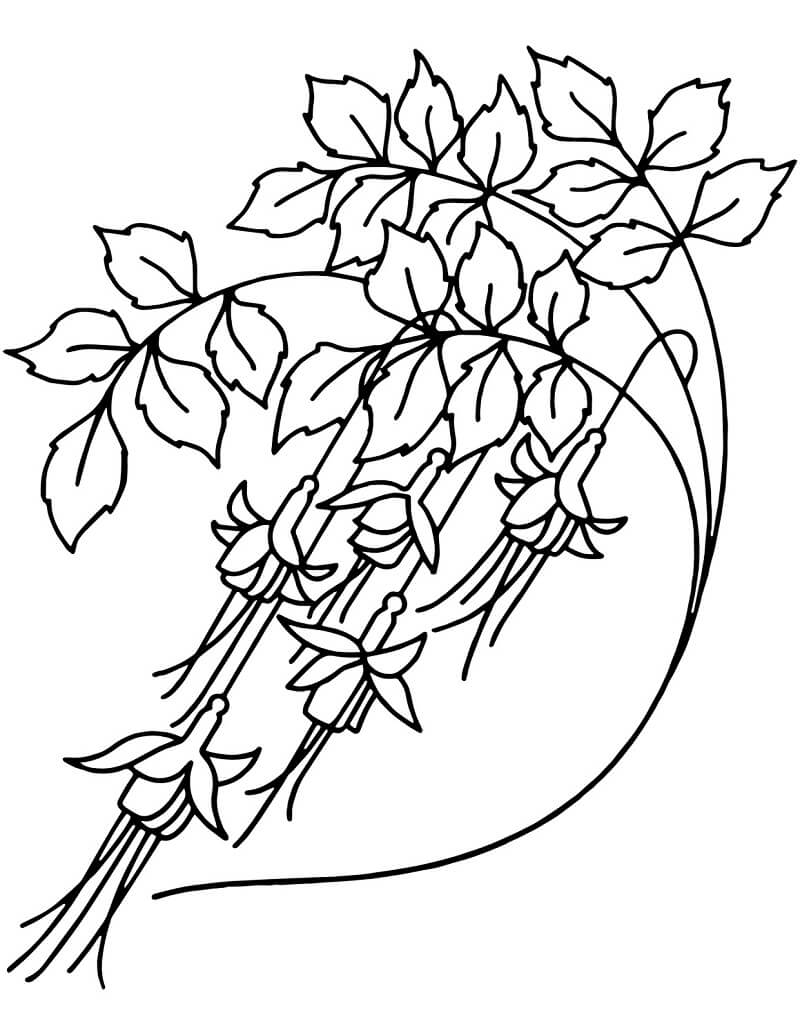 Coloriage Fleurs de Campanule 10 à imprimer