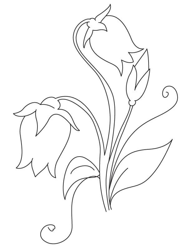 Coloriage Fleurs de Campanule 3 à imprimer