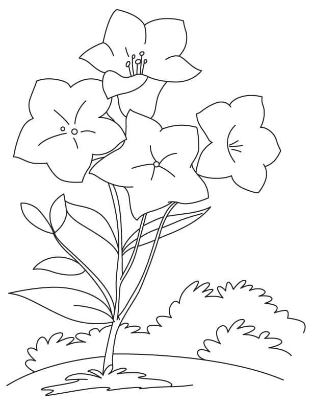 Coloriage Fleurs de Campanule 5 à imprimer