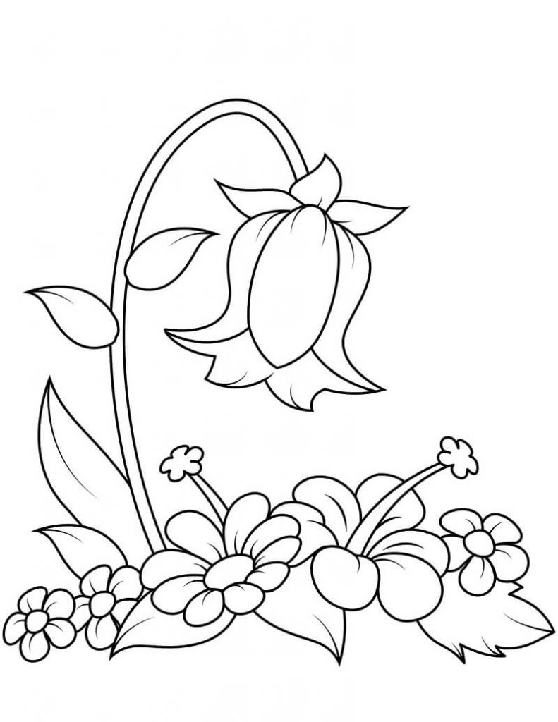 Coloriage Fleurs de Campanule 6 à imprimer