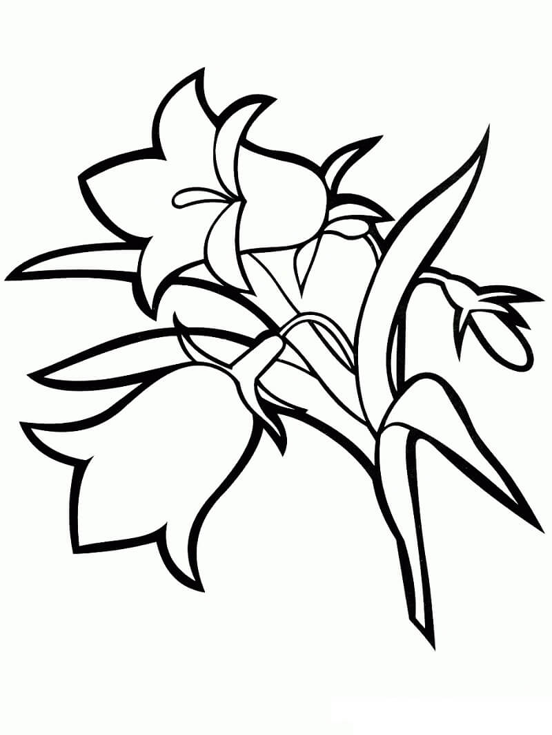 Coloriage Fleurs de Campanule 9 à imprimer