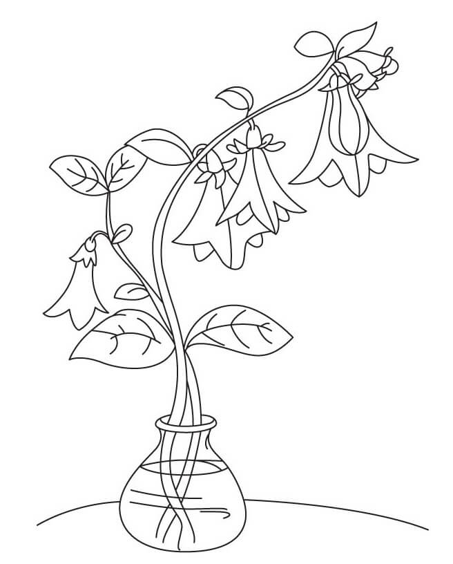 Coloriage Fleurs de Campanule à imprimer