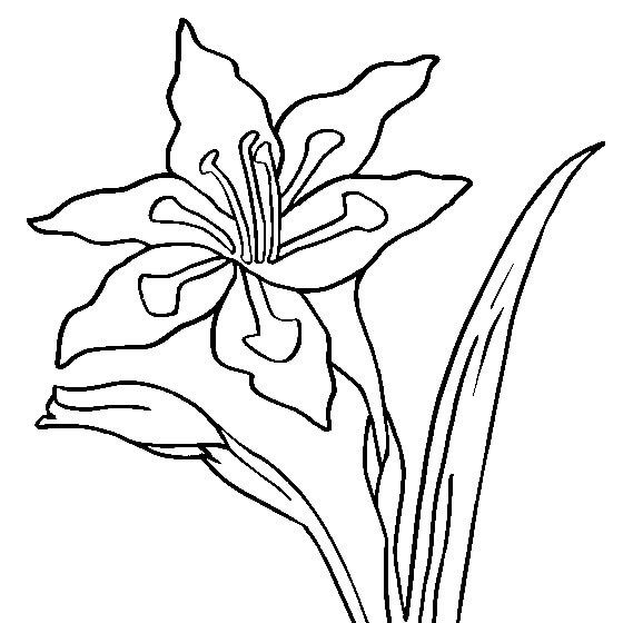 Coloriage Fleurs de Glaïeul 1