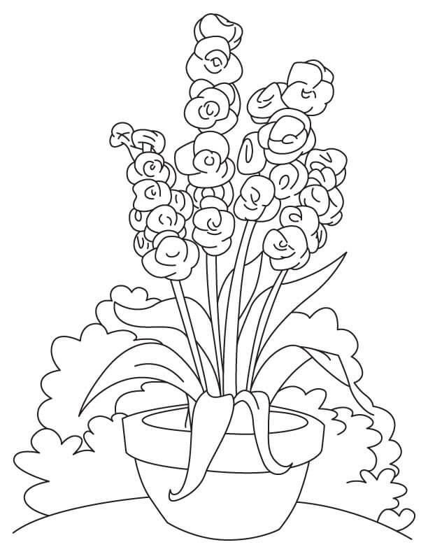 Coloriage Fleurs de Glaïeul 12