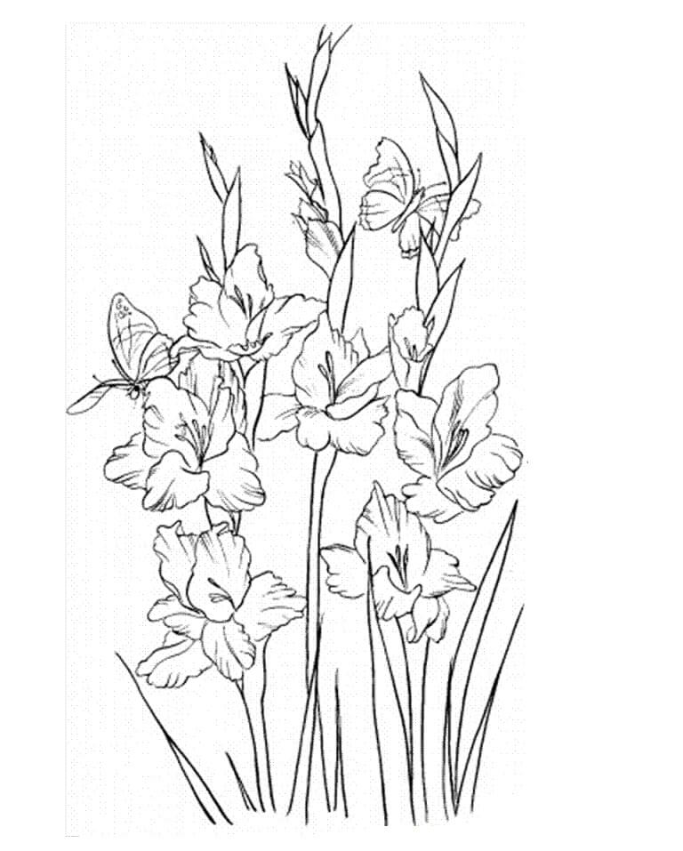 Coloriage Fleurs de Glaïeul 13