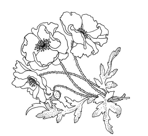 Coloriage Fleurs de Glaïeul 15