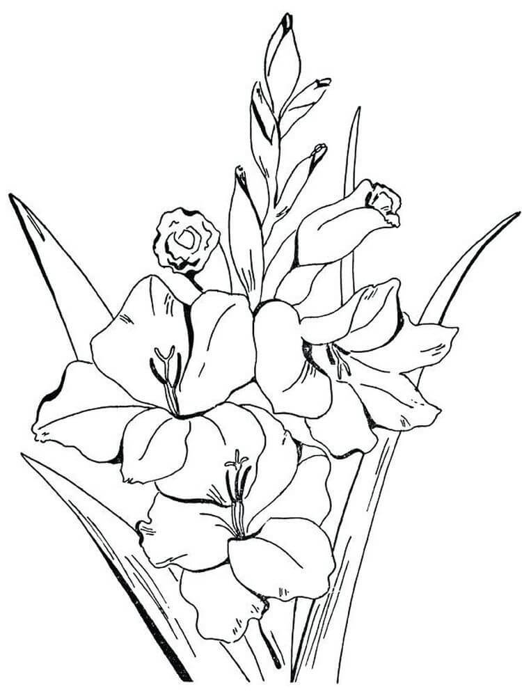 Coloriage Fleurs de Glaïeul 2