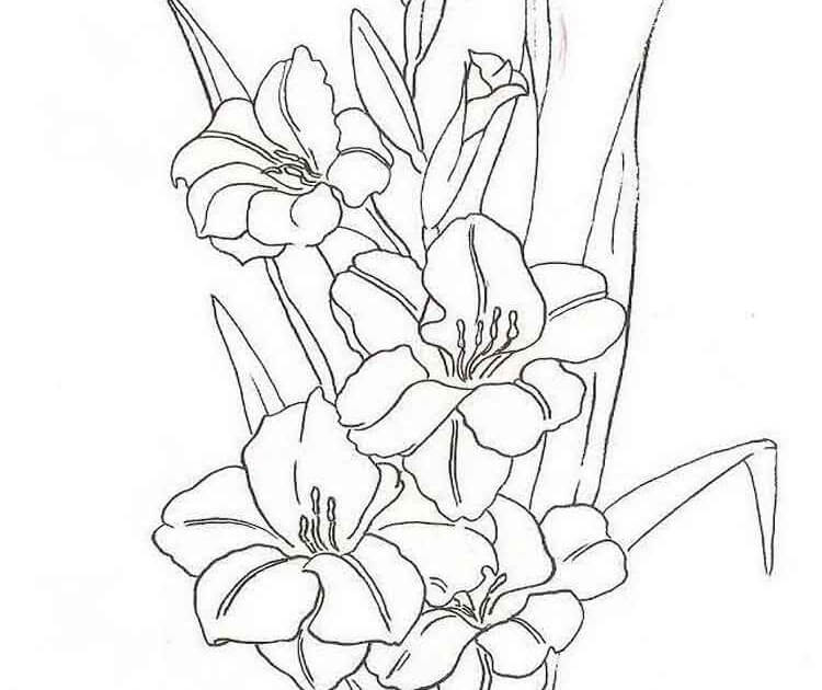 Coloriage Fleurs de Glaïeul 4