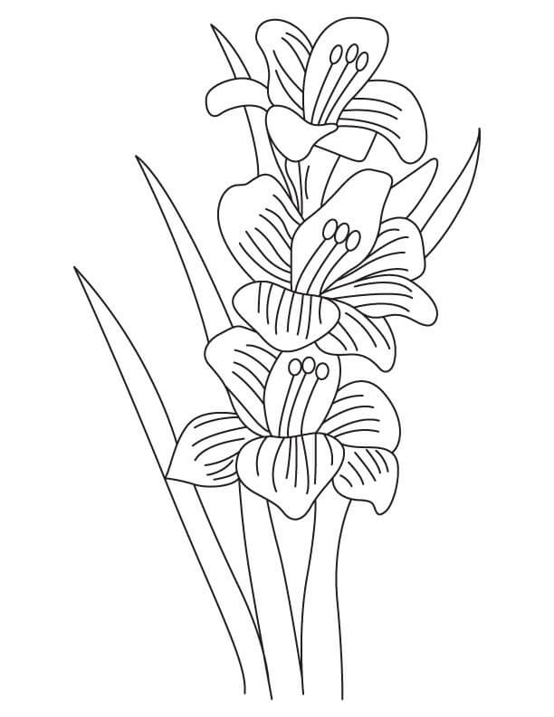 Coloriage Fleurs de Glaïeul 8