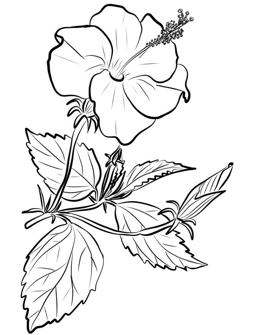 Coloriage Hibiscus chinois