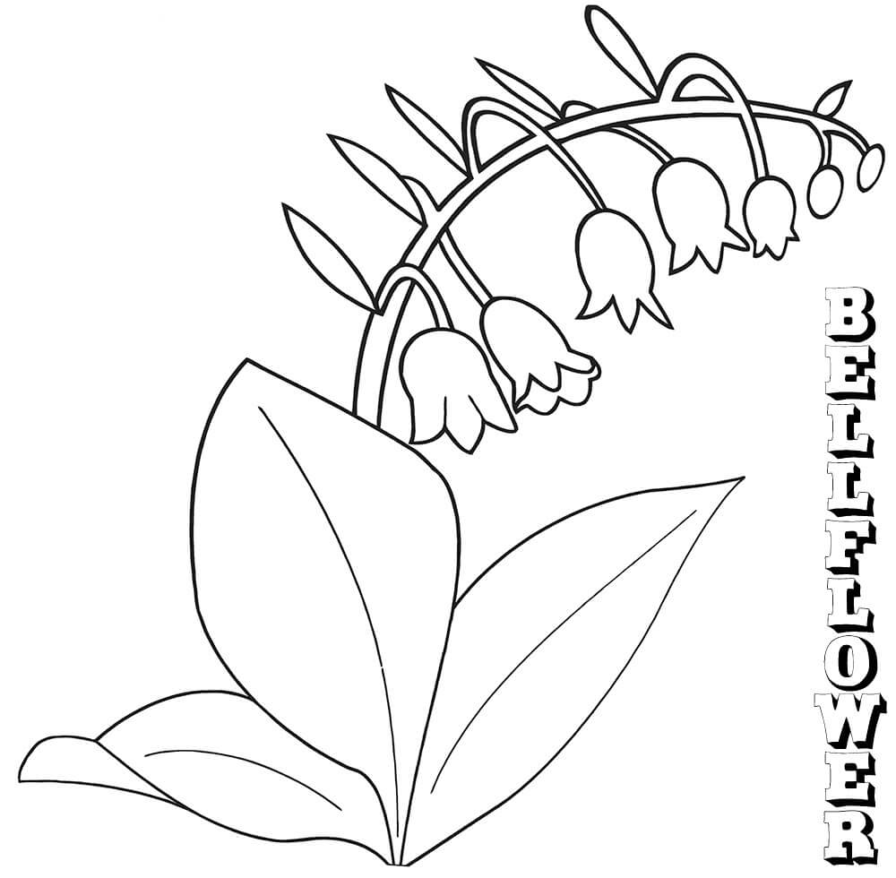 Coloriage Plant de Campanule 3