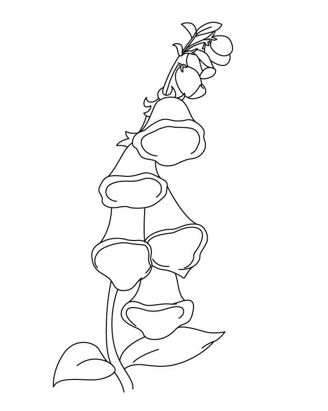 Coloriage Plant de Campanule 5