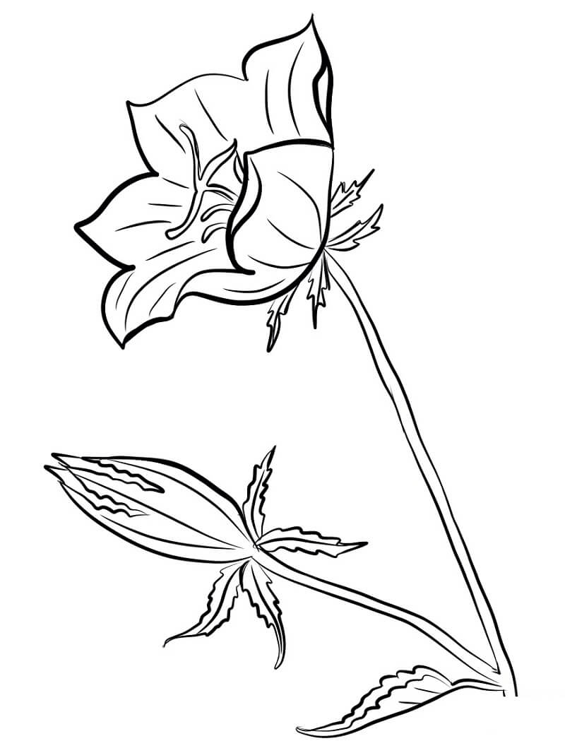 Coloriage Plant de Campanule 6