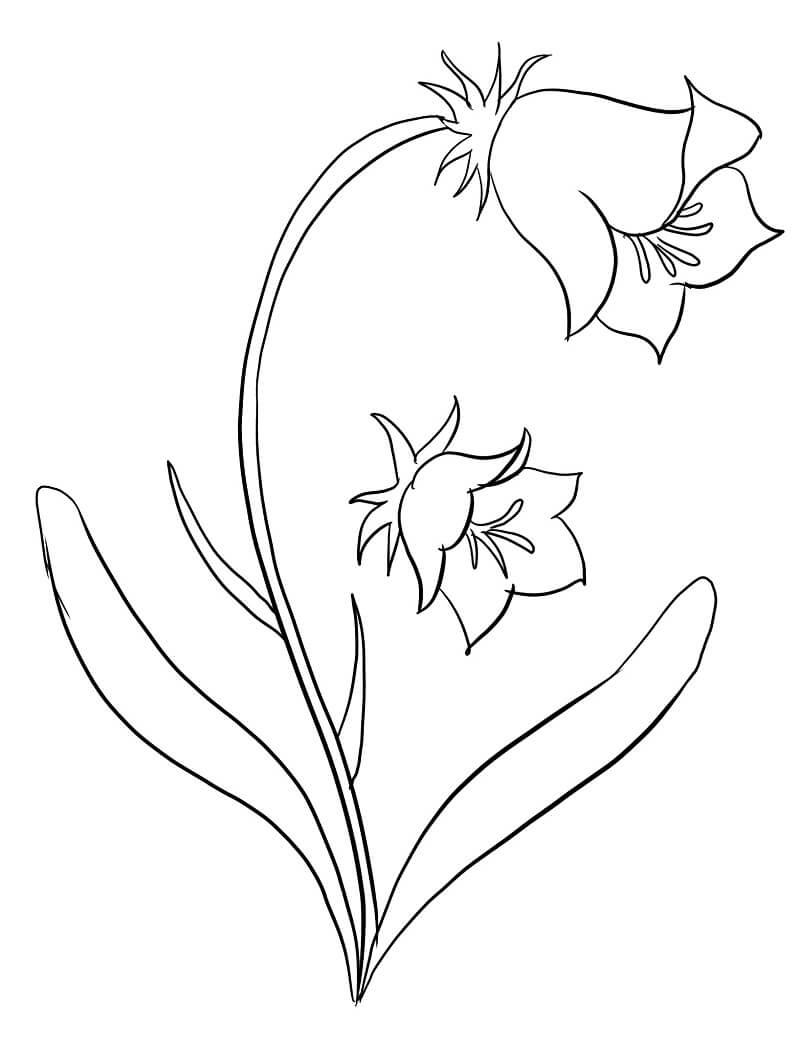 Coloriage Plant de Campanule 7